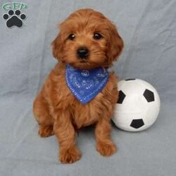 Robbie (micro mini)/Mini Goldendoodle									Puppy/Male																/9 Weeks,Hi there! My name is Robbie and I’m the sweetest little F1bb micro mini goldendoodle looking for my furever home! One look into my warm, loving eyes and at my super soft fluffy coat and I’ll be sure to have captured your heart already! I’m very happy, playful and very kid friendly and I would love to fill your home with all my puppy love!! I am full of personality, and I give amazing puppy kisses! I stand out above the rest with my sweet, loving personality and my adorable red colored coat! I will come to you vet checked and up to date on all vaccinations and dewormings . I come with a 1-year guarantee with the option of extending it to a 3-year guarantee and shipping is available! My mother is Mopsy, an F1b Mini Goldendoodle weighing 10# with a heart of gold and my father is Pete, a 7# toy Poodle! Both of my parents are very sweet and kid friendly which will make me the same!! I will grow to approx. 8-10# and I will be hypoallergenic and nonshedding! !!… Why wait when you know I’m the one for you? Call or text Martha to make me the newest addition to your family and get ready to spend a lifetime of tail wagging fun with me! (7% sales tax on in home pickups)