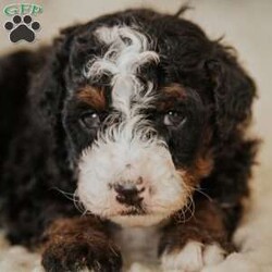 Pirate/Mini Bernedoodle									Puppy/Male																/8 Weeks,Do you love Bernese Mountain dogs but struggle with the heavy shedding then take a look at this puppy. With their poodle hair but Bernese happy personality they are sure to please.