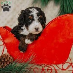 Pirate/Mini Bernedoodle									Puppy/Male																/8 Weeks,Do you love Bernese Mountain dogs but struggle with the heavy shedding then take a look at this puppy. With their poodle hair but Bernese happy personality they are sure to please.