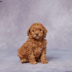 Quinn/Miniature Poodle									Puppy/Male																/6 Weeks,Say hello to Quinn, a sweet and lovable Mini Poodle who’s ready to bring joy to his forever family! Raised in a caring environment, Quinn is surrounded by love and attention, making him friendly, playful, and eager to be your new best friend.