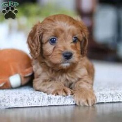 Zachary/Cavapoo									Puppy/Male																/6 Weeks,Zachary is the definition of “pawsitively” delightful! He has the cutest little face of a Cavapoo, always ready to brighten your day with his playful antics. This little guy is incredibly affectionate and loves snuggles, making him the perfect cuddle buddy. With bright eyes that seem to sparkle with mischief and warmth, Zachary is always ready to embark on a new adventure or curl up by your side for a relaxing afternoon nap. Whether he’s impressing you with his quick learning abilities during training sessions or showering you with licks and tail wags, His joyful spirit and gentle demeanor make him an irresistible addition to any loving home. His friendly nature, boundless energy and little sparks of spunk will keep you entertained, and his endearing loyalty will warm your heart.