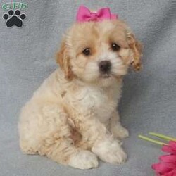 Maggie/Cockapoo									Puppy/Female														/10 Weeks,Prepare to fall in love!!!  My name is Maggie and I’m the sweetest little F1 cockapoo and I would love to come home with you!!!! One look into my warm, loving eyes and at my silky soft coat and I’ll be sure to have captured your heart already! I’m very happy, playful and very kid friendly and I would love to fill your home with all my puppy love!! I am full of personality, and ready for adventures! I stand out way above the rest with my beautiful buff colored coat!!… I will come to you vet checked head to tail, microchipped and I am up to date on all vaccinations and dewormings. I come with a 1-year guarantee with the option of extending it to a 3-year guarantee and shipping is available! My mother is Jo , a 19#chocolate merle cocker spaniel with a heart of gold and my father is Zeke,our 10# playful and kid friendly mini poodle… and he has also been genetically tested clear!  I will grow to approx. 14-17# and I will be hypoallergenic and nonshedding! !!… Why wait when you know I’m the one for you? Call or text Martha to make me the newest addition to your family and get ready to spend a lifetime of tail wagging fun with me! (7% sales tax on in home pickups) 