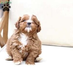 Charlie/Shih-Poo									Puppy/Male																/9 Weeks,To contact the breeder about this puppy, click on the “View Breeder Info” tab above.