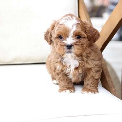 Charlie/Shih-Poo									Puppy/Male																/9 Weeks,To contact the breeder about this puppy, click on the “View Breeder Info” tab above.