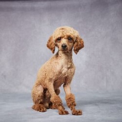 Quinn/Miniature Poodle									Puppy/Male																/6 Weeks,Say hello to Quinn, a sweet and lovable Mini Poodle who’s ready to bring joy to his forever family! Raised in a caring environment, Quinn is surrounded by love and attention, making him friendly, playful, and eager to be your new best friend.