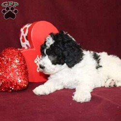 Bella/Mini Goldendoodle									Puppy/Female														/7 Weeks,Say hello to this charming and fluffy Mini Goldendoodle puppy who is started on potty training and crate training. This little sweetie pie is born to parents who are Genetically clear via Embark Vet for over 215 hereditary issues and their results show that this litter of puppies will not have any health issues that will adversely affect their health. While other Mini Goldendoodles may suffer from health issues as they age, this pup will have no predispositions to health concerns!  Each pup in this litter is up to date on shots and dewormer and vet checked! We offer the option for microchipping and a 1 Year Genetic Health Guarantee! 