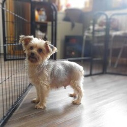 Wendy/Yorkie Poo									Puppy/Female														/10 Weeks,Meet Wendy! This super cute Yorkie-Poo puppy is vet checked & up to date on shots & wormer. She can be registered, plus comes with a 30-day health guarantee provided by the breeder! Wendy is super sweet & well socialized! She is currently being family raised with children, making her a perfect addition to your family home! If you would like more information on this sweetheart, please contact Glenn & Miriam Fox today!