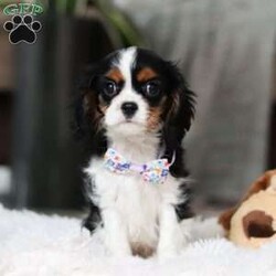 Rena/Cavalier King Charles Spaniel									Puppy/Female														/11 Weeks,Meet Rena, an AKC-registered Cavalier King Charles Spaniel with a charming presence and a heart full of love! Her soft, richly colored coat and soulful eyes capture all the classic beauty and sweetness of the Cavalier breed. Rena carries herself with elegance but has a playful and affectionate spirit, always ready for a cozy snuggle or a fun play session in the yard. True to her breed’s gentle and loyal nature, Rena is an ideal family companion, overflowing with warmth and affection. Lovingly raised and well-socialized, she’s comfortable around children and has grown accustomed to the happy energy of family life.