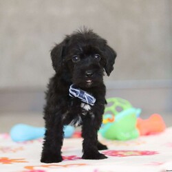 Watson/Schnoodle									Puppy/Male																/6 Weeks,Meet Watson, an adorable F1 Schnoodle! With his irresistibly fluffy coat, He is the perfect snuggle buddy. His round, expressive eyes sparkle with curiosity and intelligence, showcasing his playful and adventurous spirit. His perky ears are always on alert, taking in every sound around him with keen interest. Not only is he undeniably cute, but he’s also intelligent, affectionate, and full of playful energy. Raised in a loving home, he has received plenty of attention, ensuring he is well-socialized and ready to become a treasured member of your family.