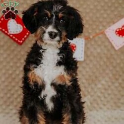 Rhino/Mini Bernedoodle									Puppy/Male																/15 Weeks,Do you love Bernese Mountain dogs but struggle with the heavy shedding then take a look at this puppy. With their poodle hair but Bernese happy personality they are sure to please.