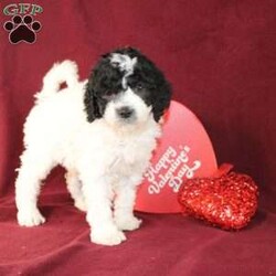 Bella/Mini Goldendoodle									Puppy/Female														/7 Weeks,Say hello to this charming and fluffy Mini Goldendoodle puppy who is started on potty training and crate training. This little sweetie pie is born to parents who are Genetically clear via Embark Vet for over 215 hereditary issues and their results show that this litter of puppies will not have any health issues that will adversely affect their health. While other Mini Goldendoodles may suffer from health issues as they age, this pup will have no predispositions to health concerns!  Each pup in this litter is up to date on shots and dewormer and vet checked! We offer the option for microchipping and a 1 Year Genetic Health Guarantee! 