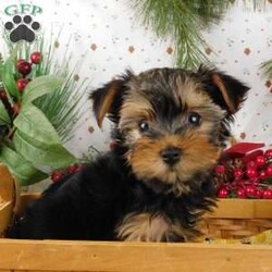Wendy/Yorkie Poo									Puppy/Female														/10 Weeks,Meet Wendy! This super cute Yorkie-Poo puppy is vet checked & up to date on shots & wormer. She can be registered, plus comes with a 30-day health guarantee provided by the breeder! Wendy is super sweet & well socialized! She is currently being family raised with children, making her a perfect addition to your family home! If you would like more information on this sweetheart, please contact Glenn & Miriam Fox today!