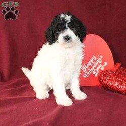 Bella/Mini Goldendoodle									Puppy/Female														/7 Weeks,Say hello to this charming and fluffy Mini Goldendoodle puppy who is started on potty training and crate training. This little sweetie pie is born to parents who are Genetically clear via Embark Vet for over 215 hereditary issues and their results show that this litter of puppies will not have any health issues that will adversely affect their health. While other Mini Goldendoodles may suffer from health issues as they age, this pup will have no predispositions to health concerns!  Each pup in this litter is up to date on shots and dewormer and vet checked! We offer the option for microchipping and a 1 Year Genetic Health Guarantee! 