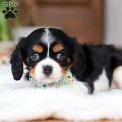 Nico/Cavalier King Charles Spaniel									Puppy/Male																/7 Weeks,Meet Nico, a stunning tri-colored Cavalier King Charles Spaniel with a heart as big as his beautiful brown eyes! Nico’s exuberant personality is sure to light up your days—he’s full of energy, charm, and a love for life that’s absolutely contagious. Whether he’s playfully bounding around the yard or snuggling up for some quiet time, Nico’s favorite thing in the world is to share his affection. Be prepared for lots of sweet puppy kisses and endless tail wags! This little guy thrives on love and attention and is ready to bring boundless joy to a family that will cherish his lively spirit and cuddly nature.