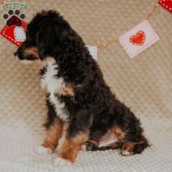 Rhino/Mini Bernedoodle									Puppy/Male																/15 Weeks,Do you love Bernese Mountain dogs but struggle with the heavy shedding then take a look at this puppy. With their poodle hair but Bernese happy personality they are sure to please.