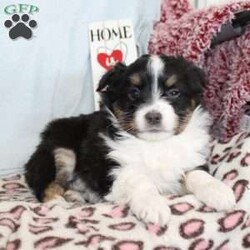 Tina/Miniature Australian Shepherd									Puppy/Female														/7 Weeks,Say hello to this adorable Miniature Australian Shepherd puppy who loves people! This sweetie pie comes up to date on shots and dewormer and will be vet checked before going home. The father Cody is Embark DNA tested clear for over 215 health issues so you can rest assured your puppy is a healthy pup! If you are seeking a pup who would be fun to train contact us today! 