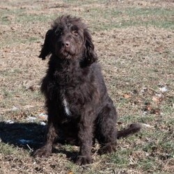 Holly/Mini Labradoodle									Puppy/Female														/8 Weeks,Need a fun puppy to bring cheer to these wintery days? The generation of this puppy is f1b. Family raised, up to date on shots and dewormer, and comes with a 1 year genetic health guarantee. She’s socialized with our children, who help care for the puppies!! She comes with a small bag of food, blanket, toy and a collar. Give us a call today! We’re open Monday-Saturday 8-8 and closed on Sundays. Sunday messages will be returned on Monday. Country Echoes Kennel,  Raymond Lapp Sunbury Pa 17801 Pa Kennel License #17927