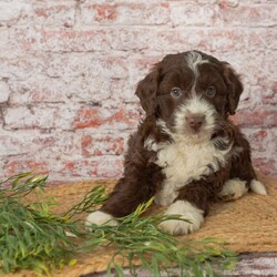 Hank/Mini Aussiedoodle									Puppy/Male																/December 8th, 2024,Intellegent. Adorable. Fluffy. Friendly. What more could you ask for? These beautiful puppies are ready to be your loyal companion. 