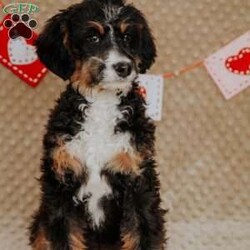 Rhino/Mini Bernedoodle									Puppy/Male																/15 Weeks,Do you love Bernese Mountain dogs but struggle with the heavy shedding then take a look at this puppy. With their poodle hair but Bernese happy personality they are sure to please.