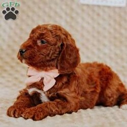 Angel/Mini Goldendoodle									Puppy/Female														/8 Weeks,Do you love Golden Retriever’s  but struggle with the heavy shedding then take a look at this puppy. With their poodle hair but the Golden’s happy personality they are sure to please.