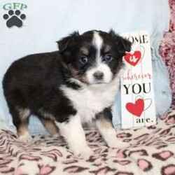 Tina/Miniature Australian Shepherd									Puppy/Female														/7 Weeks,Say hello to this adorable Miniature Australian Shepherd puppy who loves people! This sweetie pie comes up to date on shots and dewormer and will be vet checked before going home. The father Cody is Embark DNA tested clear for over 215 health issues so you can rest assured your puppy is a healthy pup! If you are seeking a pup who would be fun to train contact us today! 