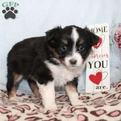 Tina/Miniature Australian Shepherd									Puppy/Female														/7 Weeks,Say hello to this adorable Miniature Australian Shepherd puppy who loves people! This sweetie pie comes up to date on shots and dewormer and will be vet checked before going home. The father Cody is Embark DNA tested clear for over 215 health issues so you can rest assured your puppy is a healthy pup! If you are seeking a pup who would be fun to train contact us today! 