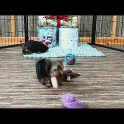 Wendy/Yorkie Poo									Puppy/Female														/10 Weeks,Meet Wendy! This super cute Yorkie-Poo puppy is vet checked & up to date on shots & wormer. She can be registered, plus comes with a 30-day health guarantee provided by the breeder! Wendy is super sweet & well socialized! She is currently being family raised with children, making her a perfect addition to your family home! If you would like more information on this sweetheart, please contact Glenn & Miriam Fox today!