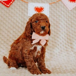 Angel/Mini Goldendoodle									Puppy/Female														/8 Weeks,Do you love Golden Retriever’s  but struggle with the heavy shedding then take a look at this puppy. With their poodle hair but the Golden’s happy personality they are sure to please.