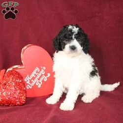 Bella/Mini Goldendoodle									Puppy/Female														/7 Weeks,Say hello to this charming and fluffy Mini Goldendoodle puppy who is started on potty training and crate training. This little sweetie pie is born to parents who are Genetically clear via Embark Vet for over 215 hereditary issues and their results show that this litter of puppies will not have any health issues that will adversely affect their health. While other Mini Goldendoodles may suffer from health issues as they age, this pup will have no predispositions to health concerns!  Each pup in this litter is up to date on shots and dewormer and vet checked! We offer the option for microchipping and a 1 Year Genetic Health Guarantee! 