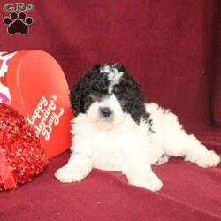 Bella/Mini Goldendoodle									Puppy/Female														/7 Weeks,Say hello to this charming and fluffy Mini Goldendoodle puppy who is started on potty training and crate training. This little sweetie pie is born to parents who are Genetically clear via Embark Vet for over 215 hereditary issues and their results show that this litter of puppies will not have any health issues that will adversely affect their health. While other Mini Goldendoodles may suffer from health issues as they age, this pup will have no predispositions to health concerns!  Each pup in this litter is up to date on shots and dewormer and vet checked! We offer the option for microchipping and a 1 Year Genetic Health Guarantee! 