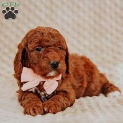 Angel/Mini Goldendoodle									Puppy/Female														/8 Weeks,Do you love Golden Retriever’s  but struggle with the heavy shedding then take a look at this puppy. With their poodle hair but the Golden’s happy personality they are sure to please.