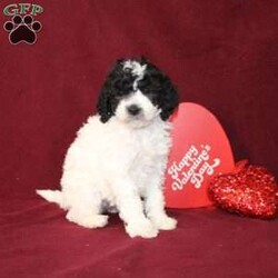 Bella/Mini Goldendoodle									Puppy/Female														/7 Weeks,Say hello to this charming and fluffy Mini Goldendoodle puppy who is started on potty training and crate training. This little sweetie pie is born to parents who are Genetically clear via Embark Vet for over 215 hereditary issues and their results show that this litter of puppies will not have any health issues that will adversely affect their health. While other Mini Goldendoodles may suffer from health issues as they age, this pup will have no predispositions to health concerns!  Each pup in this litter is up to date on shots and dewormer and vet checked! We offer the option for microchipping and a 1 Year Genetic Health Guarantee! 