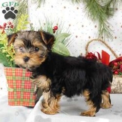 Wendy/Yorkie Poo									Puppy/Female														/10 Weeks,Meet Wendy! This super cute Yorkie-Poo puppy is vet checked & up to date on shots & wormer. She can be registered, plus comes with a 30-day health guarantee provided by the breeder! Wendy is super sweet & well socialized! She is currently being family raised with children, making her a perfect addition to your family home! If you would like more information on this sweetheart, please contact Glenn & Miriam Fox today!