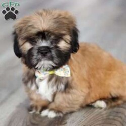 Justin/Lhasa Apso									Puppy/Male																/10 Weeks,Meet Justin he is the most adorable Lhasa Apso pup with a heart as big as his fluffy coat! This little bundle of joy is ready to bring love, laughter, and endless cuddles to your home. With his bright, expressive eyes and charming personality, he is guaranteed to win your heart in no time. Lhasas are known for their loyalty and intelligence, making them the perfect companions for families or individuals alike. Justin absolutely loves attention and will happily follow you wherever you go, always ready for snuggles or a fun game. Spend a little time with Justin, and you’ll find a best friend!