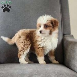 Ginger/Mini Aussiedoodle									Puppy/Female														/November 11th, 2024,Ginger is a sweet, mild mannered F1 mini aussiepoo. She is vet-checked, microchipped and up to date on vaccines and dewormer. Full grown weight is 15-25 lb. She is being raised in our home and has began potty training.