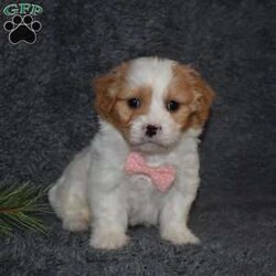 Precious/Cavachon									Puppy/Female														/7 Weeks,Precious is outgoing,playful and has sweet cavachon temperment. She’s looking for her forever home. 