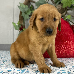 Adopt a dog:Sammy/Golden Retriever/Male/7 weeks,Hello! My name is Sammy, and I'm super excited to meet you! I cannot wait to join your family and go on adventures with you. I love to play. I also like to snuggle up next to you for a quiet nap, especially on those rainy days. I come up to date on vaccinations and vet checked, so I will be healthy, happy, and ready to come to my FUR-ever home! So, go ahead and pick me for a lifetime of puppy kisses and love. Don’t wait!