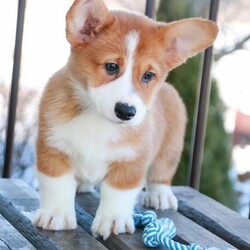 Adopt a dog:Kipp/Pembroke Welsh Corgi/Male/12 weeks,It’s the smiles, the laughs, the warm hugs, and the sweet kisses, or the joy of just being together, these are the things that really matter to me. I really want to be a part of those things in your life. My name is Kipp and I am ready for my forever family. I am a sweet puppy who loves playtime and is always up for a good cuddle. If you think I am the puppy for you, please make the call that brings me home! I can't wait to meet you!