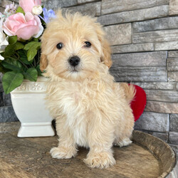 Adopt a dog:Wilber/Maltipoo/Male/9 weeks,Are you looking for the best puppy ever? Well, you found me! My name is Wilber, and I am the best! How do I know? Well, just look at me. Aren't I adorable? Also, I come up to date on my vaccinations and vet checked from head to tail, so not only am I cute, but healthy too! I promise to be on my best behavior when I'm with my new family. I'm just a bundle of joy to have around. So, hurry and pick me to show off what an excellent puppy you have!