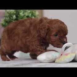 Chloe/Cavapoo									Puppy/Female														/7 Weeks,Meet Chloe, the sweetest little Cavapoo. With a luxuriously soft, wavy coat that begs to be petted and deep, soulful eyes that sparkle with mischief and love, she will capture your heart from the moment you meet her. Whether bouncing around the yard with joyful energy or curling up beside you for a cozy nap, she will adapt effortlessly to your lifestyle. Thanks to her Poodle intelligence and the Cavalier eagerness to please, she is a fast learner who thrives on positive reinforcement. Whether it’s mastering new tricks, excelling at potty training, or simply responding to your voice with wagging enthusiasm, this puppy is ready to impress!