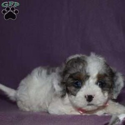 Clarissa/Forever									Puppy/Female														/8 Weeks,Clarissa is outgoing,playful and has sweet Cavachon/Poodle temperment. She’s looking for her forever home. 