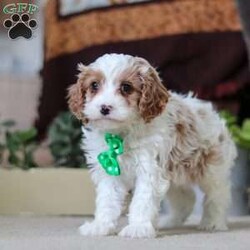 Leo/Cavapoo									Puppy/Male																/9 Weeks,Leo is the definition of “pawsitively” delightful! He has the cutest little face of a Cavapoo, always ready to brighten your day with his playful antics. This little guy is incredibly affectionate and loves snuggles, making him the perfect cuddle buddy. With bright eyes that seem to sparkle with mischief and warmth, he is always ready to embark on a new adventure or curl up by your side for a relaxing afternoon nap. Whether he’s impressing you with his quick learning abilities or showering you with licks and tail wags, his joyful spirit and gentle demeanor make him an irresistible addition to any loving home. His friendly nature, boundless energy and little sparks of spunk will keep you entertained, and his loyalty will warm your heart.