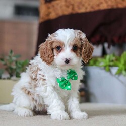 Leo/Cavapoo									Puppy/Male																/9 Weeks,Leo is the definition of “pawsitively” delightful! He has the cutest little face of a Cavapoo, always ready to brighten your day with his playful antics. This little guy is incredibly affectionate and loves snuggles, making him the perfect cuddle buddy. With bright eyes that seem to sparkle with mischief and warmth, he is always ready to embark on a new adventure or curl up by your side for a relaxing afternoon nap. Whether he’s impressing you with his quick learning abilities or showering you with licks and tail wags, his joyful spirit and gentle demeanor make him an irresistible addition to any loving home. His friendly nature, boundless energy and little sparks of spunk will keep you entertained, and his loyalty will warm your heart.