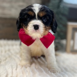 Eiden/Cavalier King Charles Spaniel/Male/8 weeks