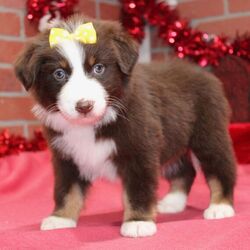 Sistine/Australian Shepherd/Female/8 weeks