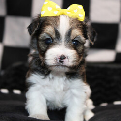 Adopt a dog:Jonie/Morkie/Female/4 weeks,Hello! My name is Jonie, and I'm super excited to meet you! I cannot wait to join your family and go on adventures with you. I love to play. I also like to snuggle up next to you for a quiet nap, especially on those rainy days. I come up to date on vaccinations and vet checked, so I will be healthy, happy, and ready to come to my FUR-ever home! So, go ahead and pick me for a lifetime of puppy kisses and love. Don’t wait!