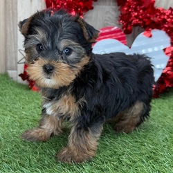 Adopt a dog:Pilot/Yorkshire Terrier/Male/8 weeks,Hello there everyone! I am the sweetest puppy you will ever meet. I like to play by day and cuddle at night. I love to run and roll around outside. But my favorite thing to do after a long day at play is to snuggle up on the couch next to my family and sleep as they pet my head. I will come up to date on my vaccinations and vet checked. Please call about me. I can't wait to meet you!