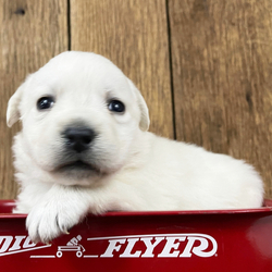 Jeffey/Labrador Retriever/Male/4 weeks