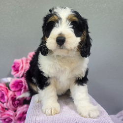 Allen/Bernedoodle/Male/8 weeks