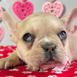 Adopt a dog:Hailey/French Bulldog/Female/7 weeks,Cute? Check! Happy? Double Check! Healthy? Triple Check! I got all of the boxes you want checked off covered, and then some! I have it all and am more than ready to be a part of your family. Are puppy kisses on your wish list? I will get the job done. I am full of love for one lucky family. What more could you ask for? Whether playing with the kids or lounging on the couch with you, I will surely make your family complete.